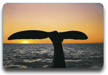 Glaciar Perito Moreno - El Calafate