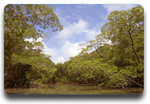 Navegando el Amazonas