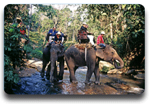 Paeo en Elefante